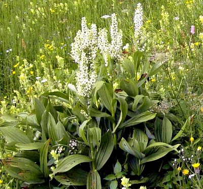 12. veratrum-album-l.-subsp.-album-kýchavice-bílá-pravá