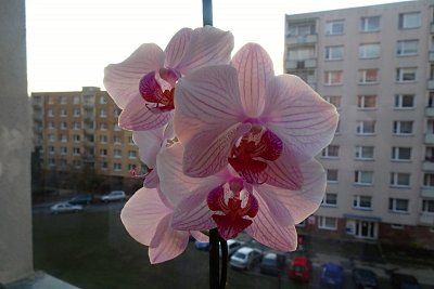 vita-me-zpatky-doma.jpg